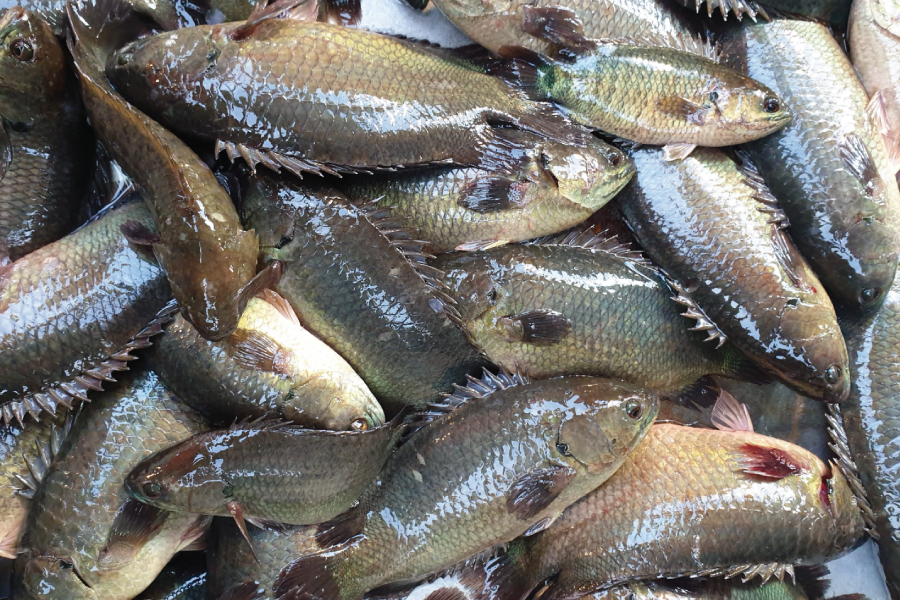 FISH | MAK International
